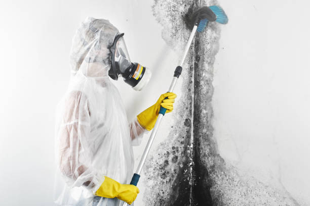 Best Water Damage & Mold Remediation  in Leadington, MO