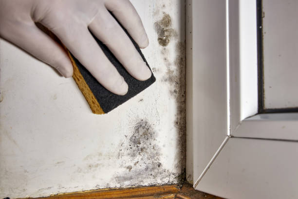 Reliable Leadington, MO Mold Removal Solutions